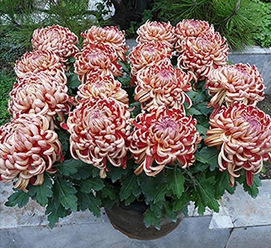 安徽 红绣球菊花盆花
